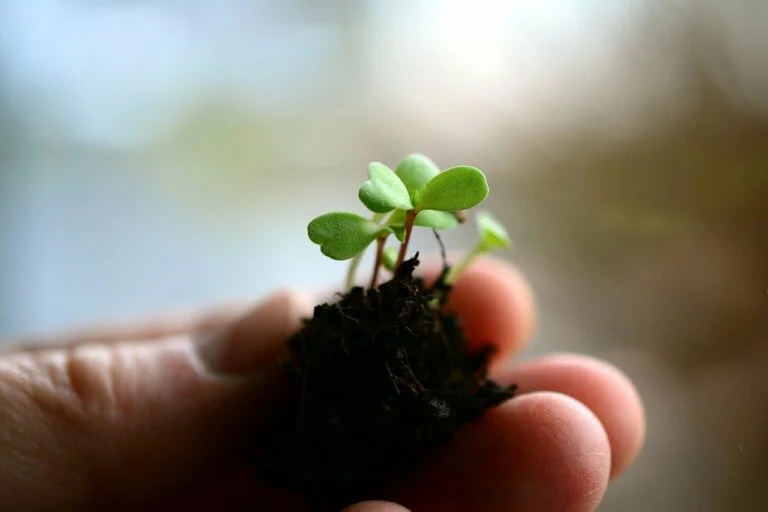Sembrar árboles para compensar la huella de carbono