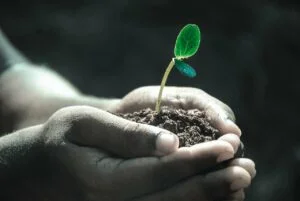 Siembra de árboles para compensar la huella de carbono